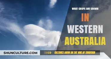WA's Agricultural Abundance: Exploring Western Australia's Crops