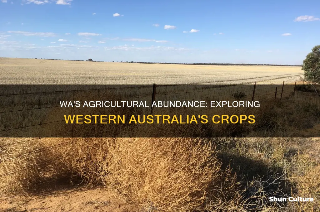 what crops are grown in western australia