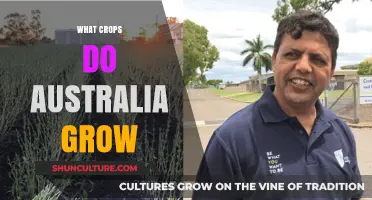 Australia's Agricultural Abundance: What Crops Grow Down Under?