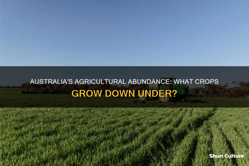 what crops do australia grow