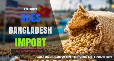 Bangladesh's Agricultural Imports: Key Crops Sourced from Abroad