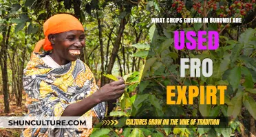 Burundi's Export Crops: A Guide to the Country's Key Agricultural Products