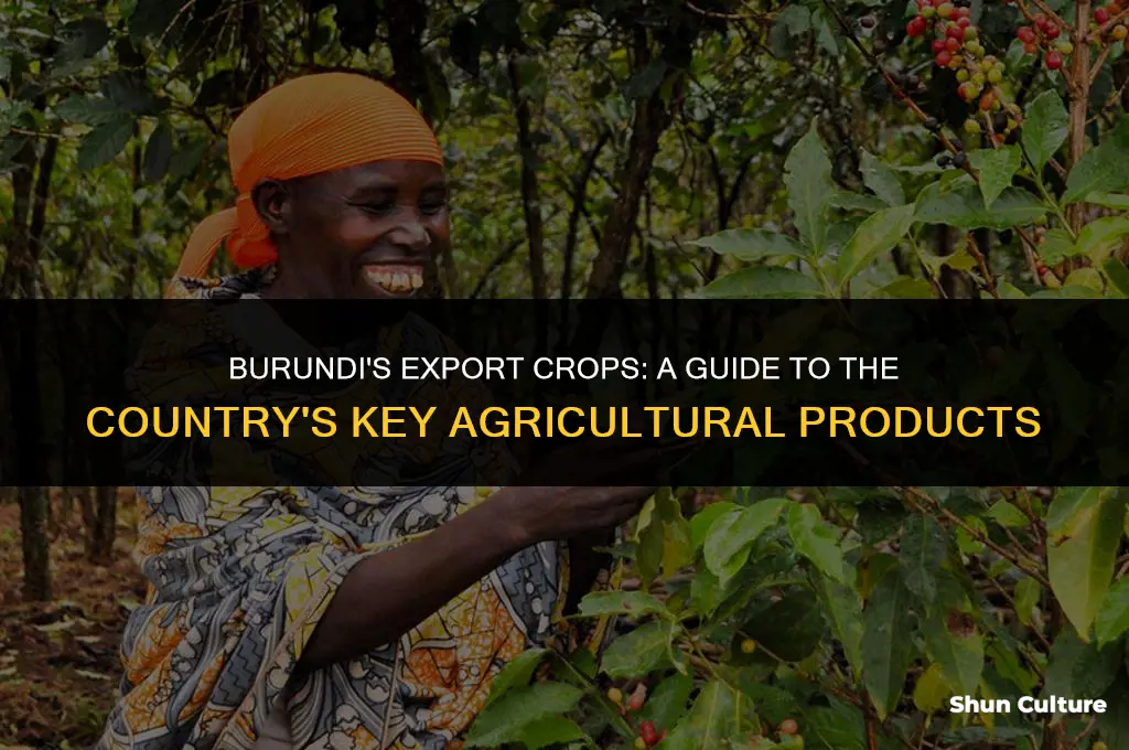 what crops grown in burundi are used fro expirt