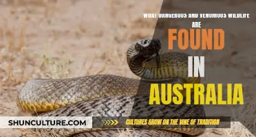 Deadly Australian Wildlife: A Guide to Venomous Creatures