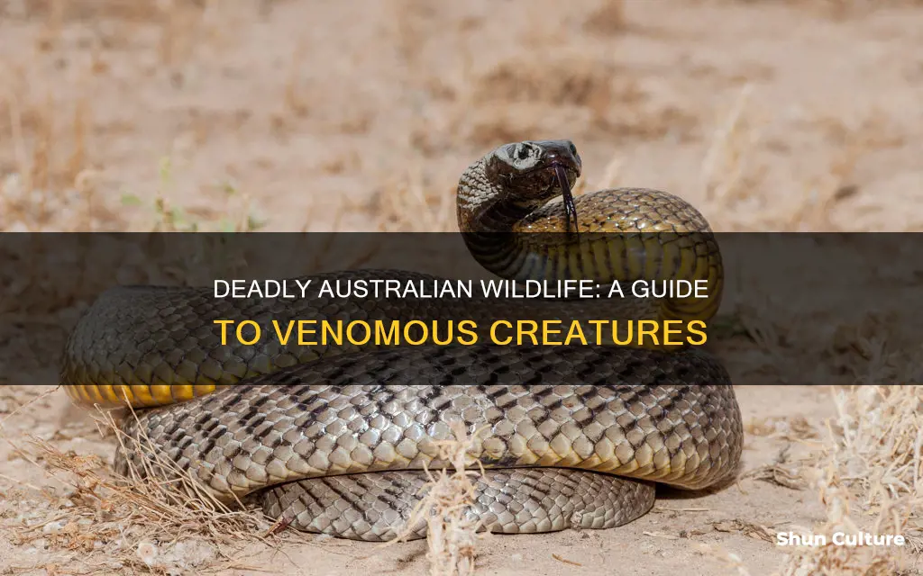 what dangerous and venomous wildlife are found in australia