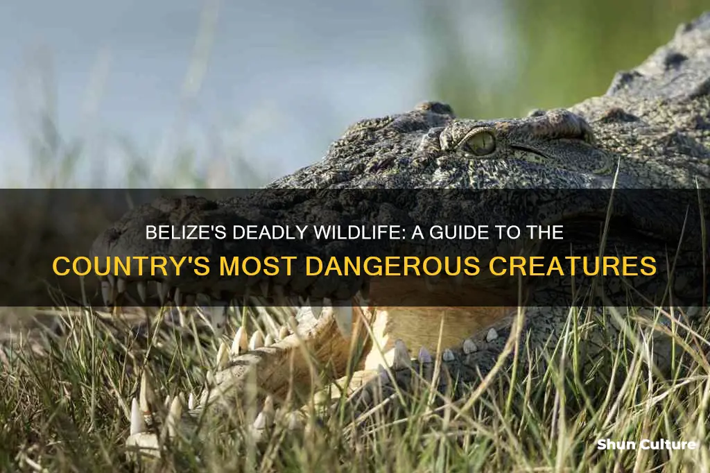 what dangerous animals are in belize