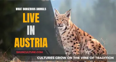 Dangerous Wildlife in Austria: A Survival Guide