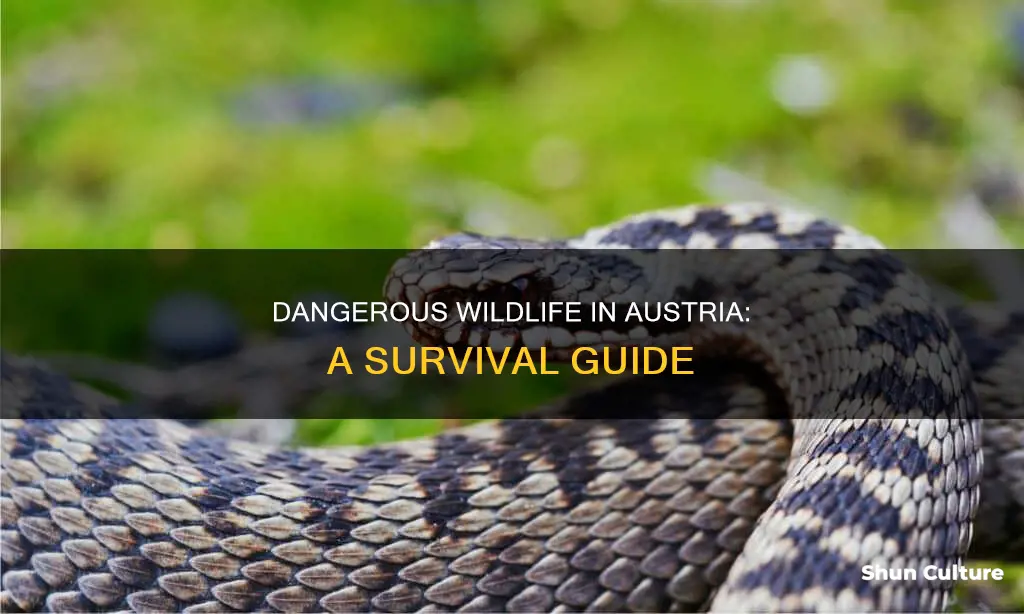 what dangerous animals live in austria