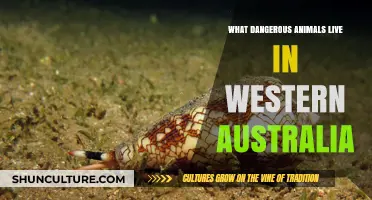 Deadly Creatures of Western Australia: A Guide