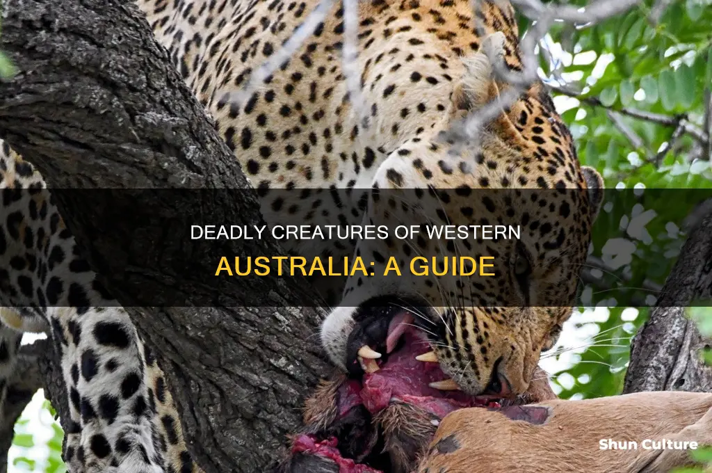 what dangerous animals live in western australia