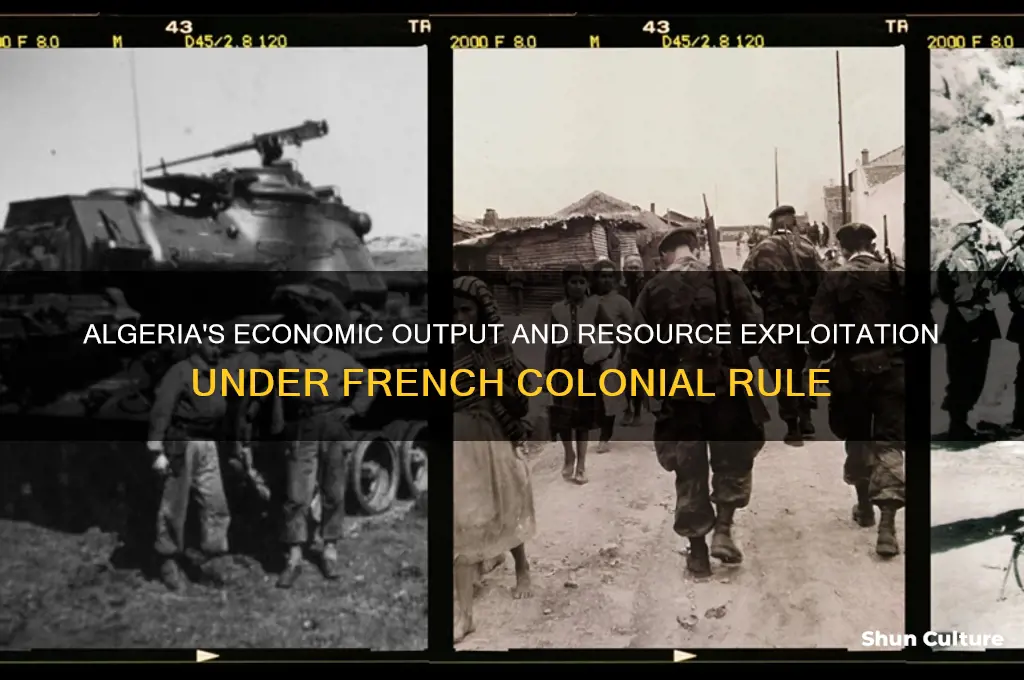 what did algeria produce under french rule
