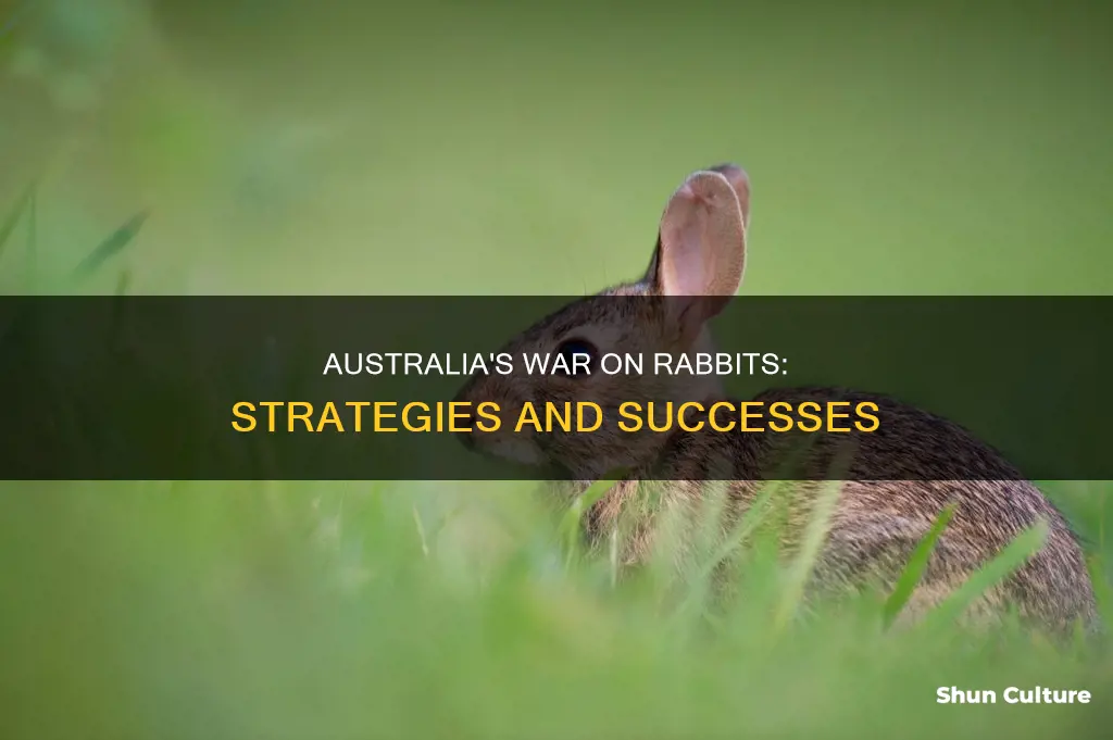 what did australia do to control rabbit population