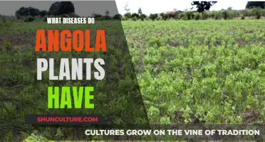 Angola's Plant Diseases: Understanding the Threats and Challenges