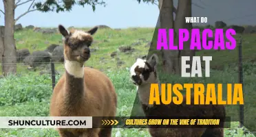 Alpacas' Australian Diet: What Do They Eat?