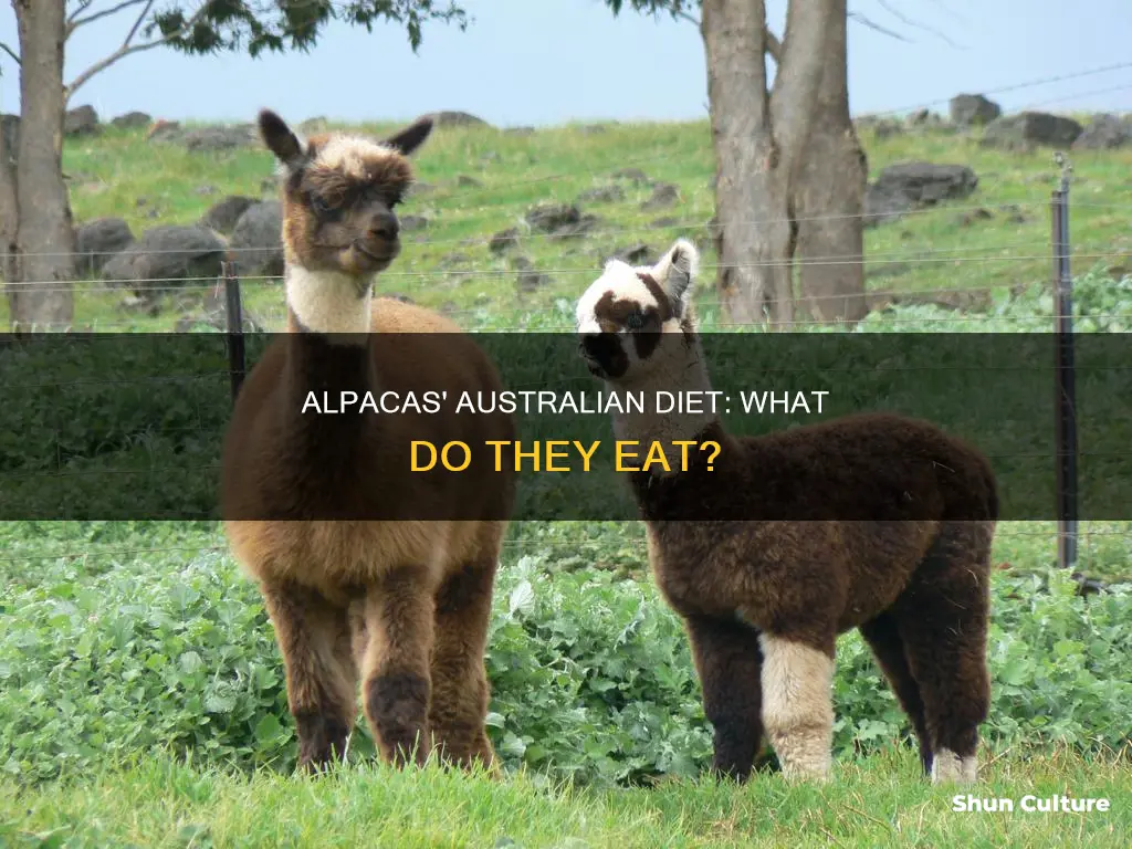 what do alpacas eat australia