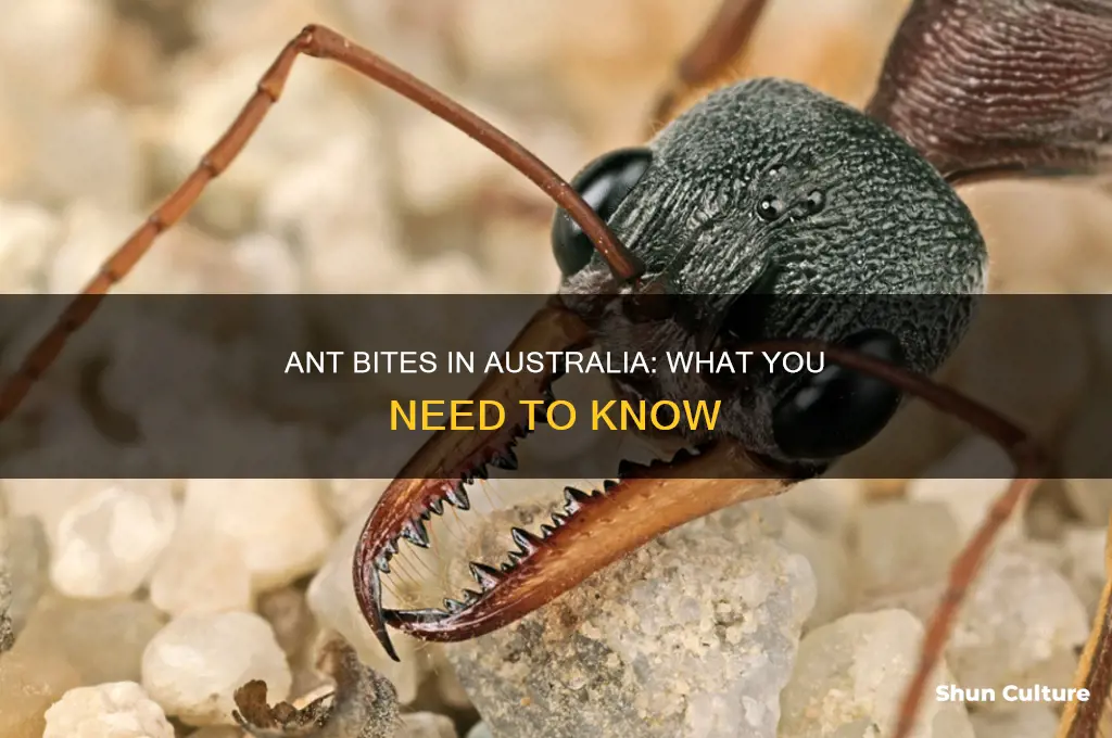 what do ant bites look like australia