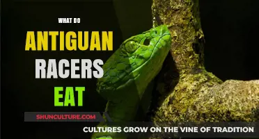Antiguan Racer Diet: Unveiling the Eating Habits of These Rare Snakes