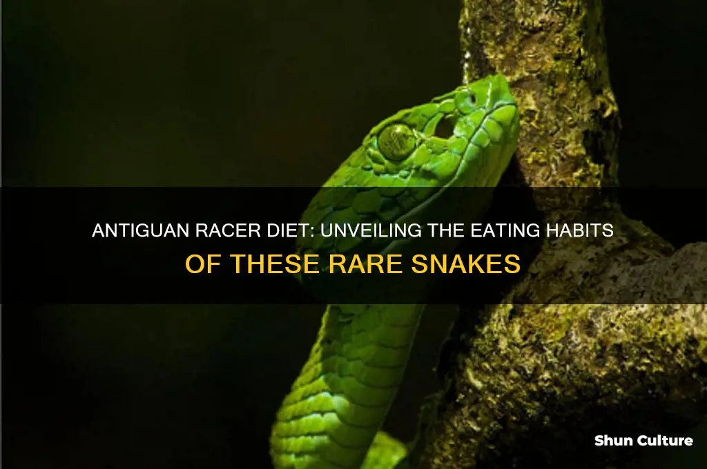 what do antiguan racers eat