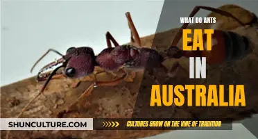 Ant Diet Down Under: What Do Ants Eat in Australia?