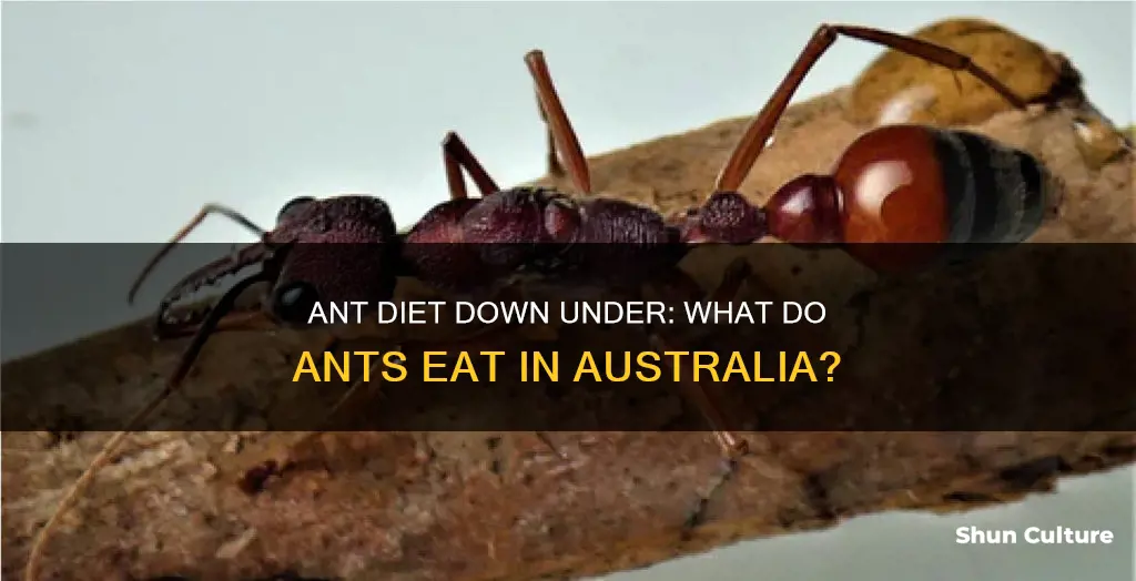 what do ants eat in australia