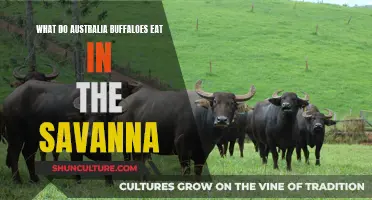 Australian Buffaloes' Savanna Diet: What Do They Eat?
