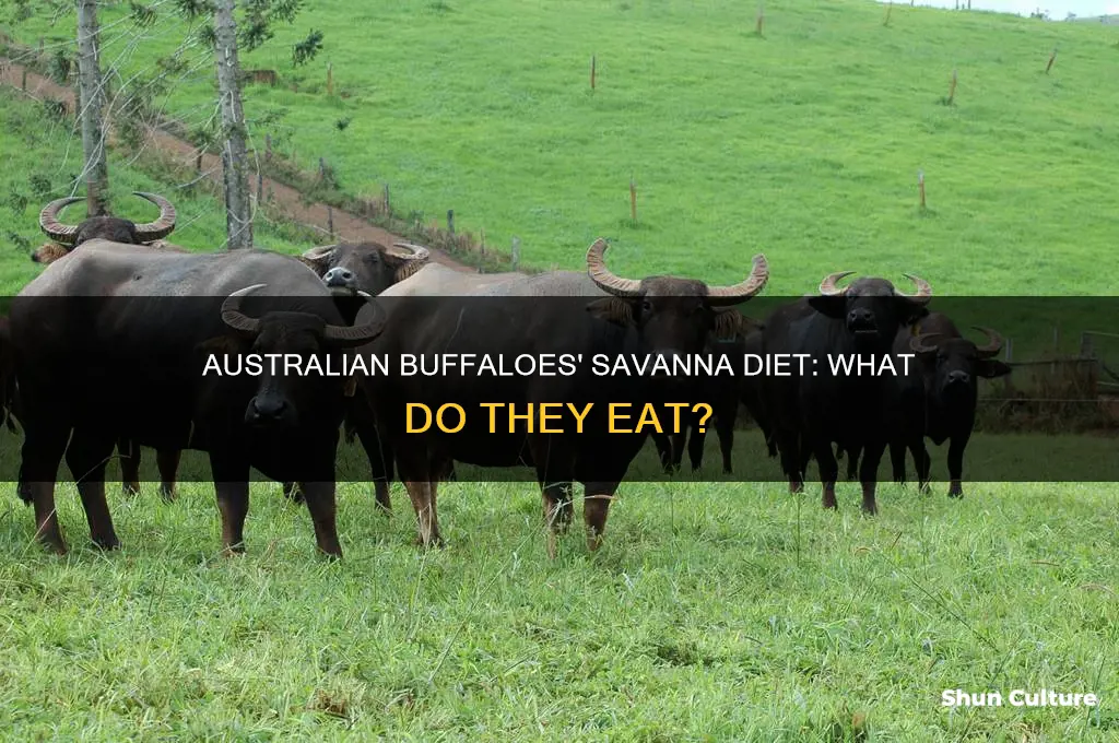 what do australia buffaloes eat in the savanna