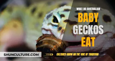 Feeding Australian Baby Geckos: A Diet Guide