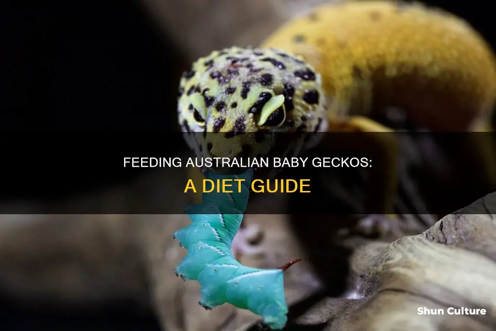 what do australian baby geckos eat