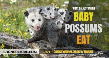 Australian Baby Possums: A Guide to Their Diet