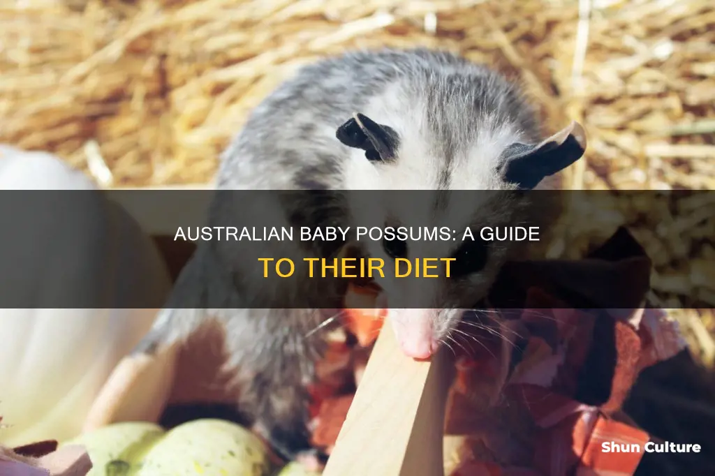 what do australian baby possums eat