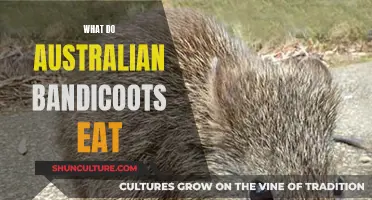 Australian Bandicoots' Unique Diet: What They Eat and Why