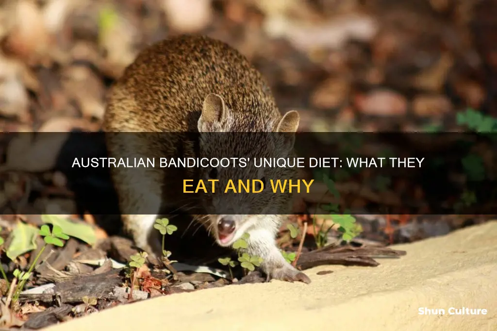 what do australian bandicoots eat