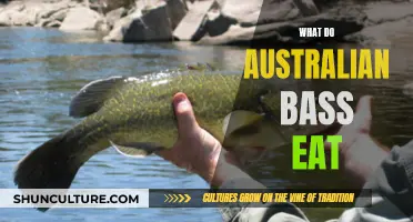 Australian Bass Diet: What Do They Eat?