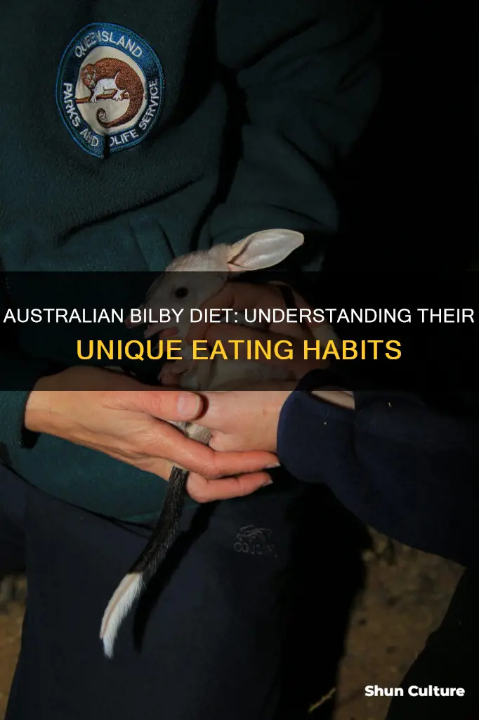 what do australian bilbies eat