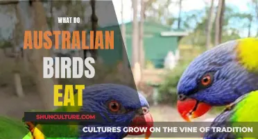 Australian Birds' Diet: What Do They Eat?