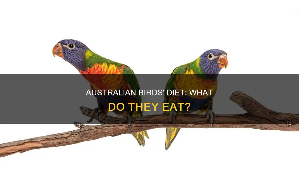 what do australian birds eat