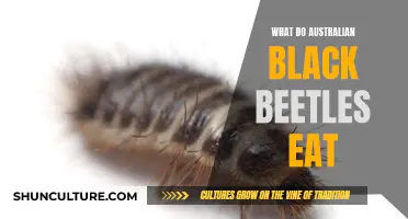Black Beetles' Diet: What Do They Eat in Australia?