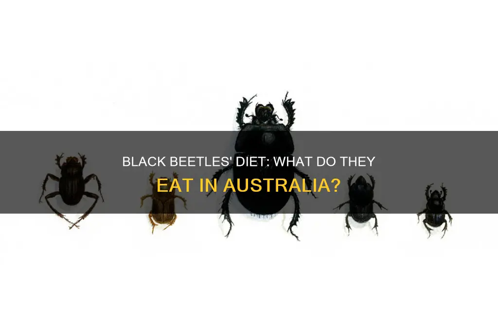 what do australian black beetles eat