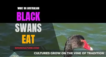 Black Swan Diet: Australian Wildlife Eating Habits