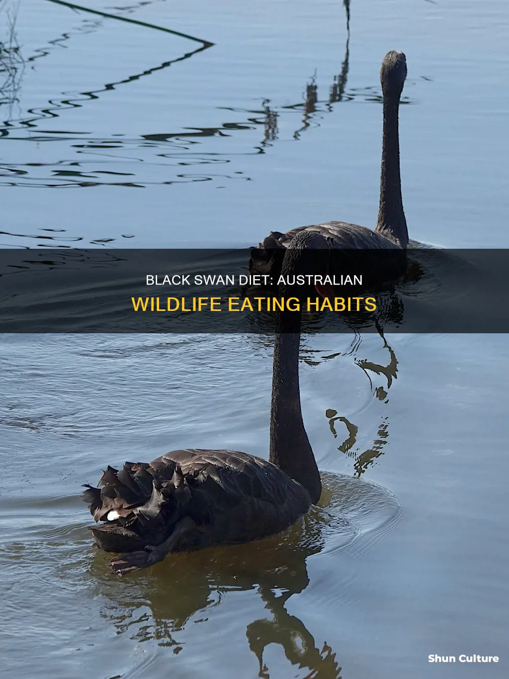 what do australian black swans eat