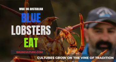 Australian Blue Lobsters: Understanding Their Unique Dietary Habits