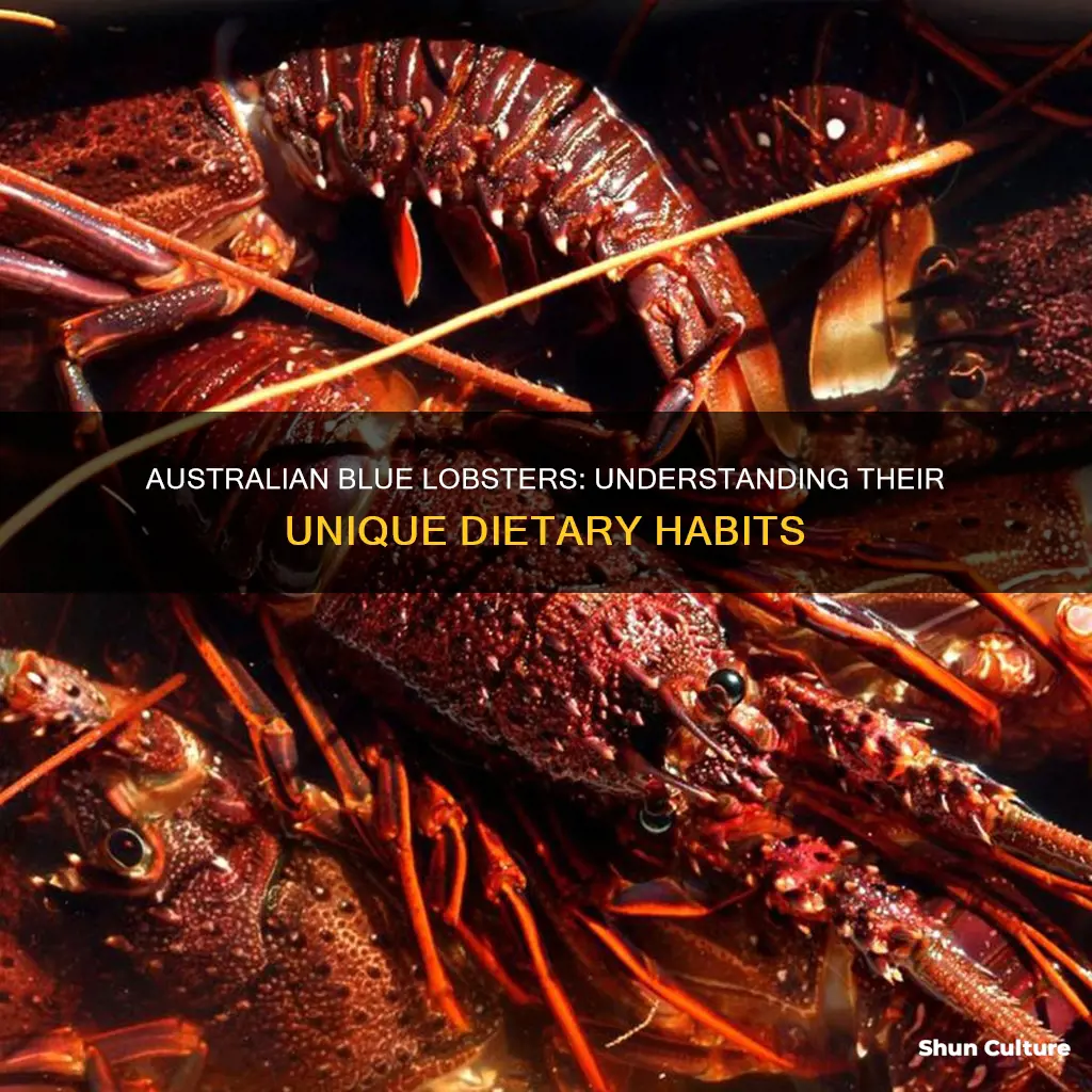 what do australian blue lobsters eat