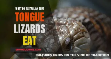 Blue-Tongued Lizards: An Australian Diet Exploration
