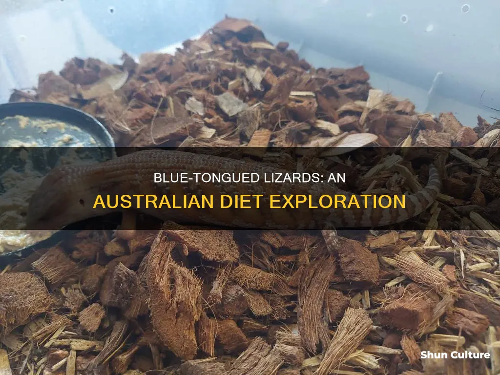 what do australian blue tongue lizards eat
