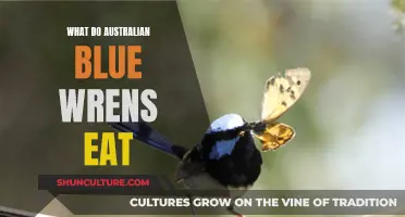 Australian Blue Wrens' Diet: What They Eat and Why