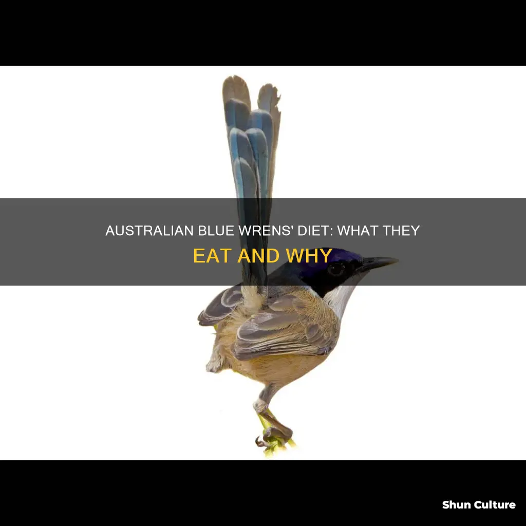 what do australian blue wrens eat