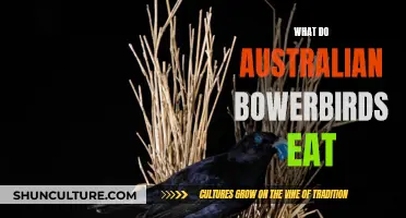 Australian Bowerbirds' Diet: What They Eat and Why
