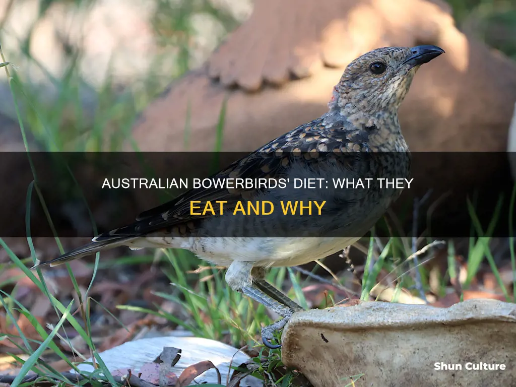 what do australian bowerbirds eat