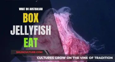 Australian Box Jellyfish: What's on Their Menu?