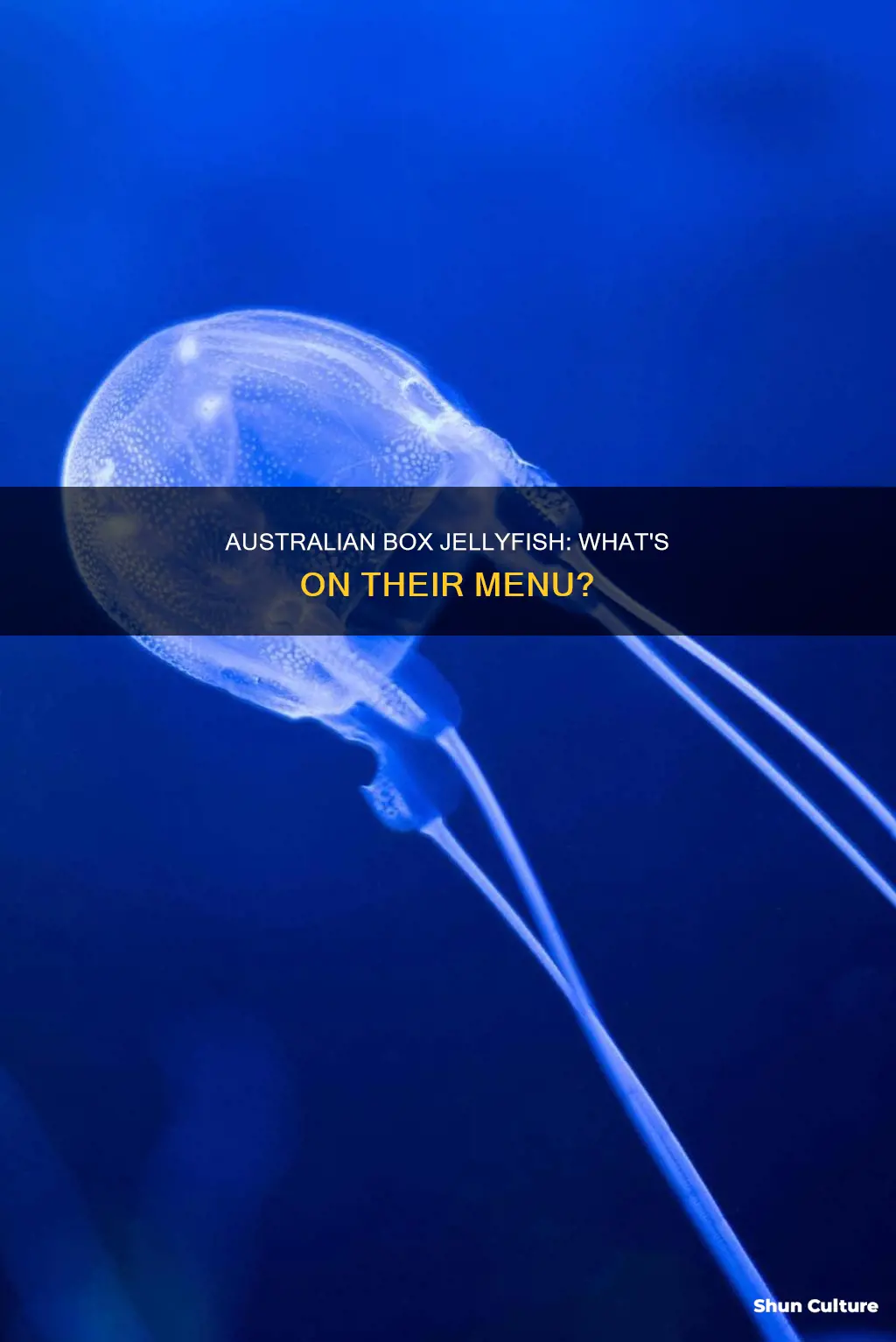 what do australian box jellyfish eat